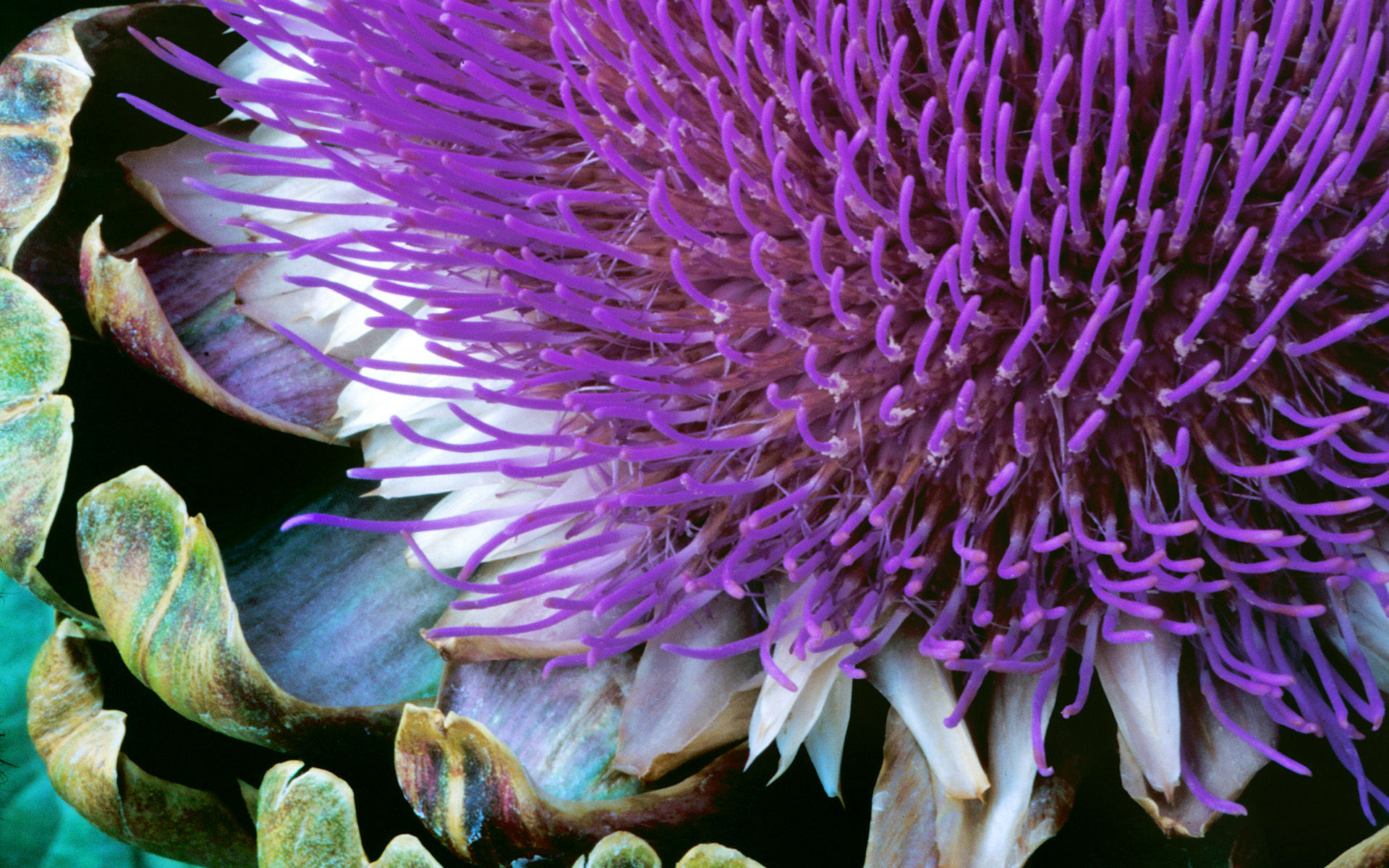 New Art Funny Wallpapers Jokes: Windows 7 Nature Wallpapers Desktop Gallery